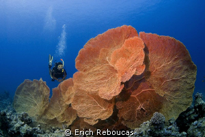 Great fans of the Red Sea by Erich Reboucas 